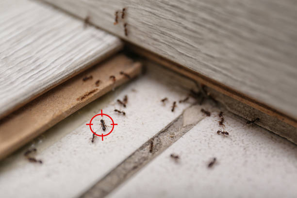 Best Flea Control Services  in Hopewell, VA